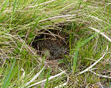 Black Turnstone nest hatching photo