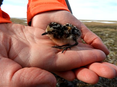 Sandpiper chick