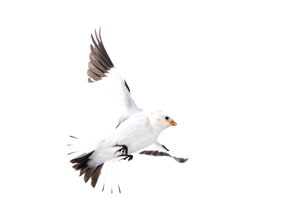 Snow bunting in the snow