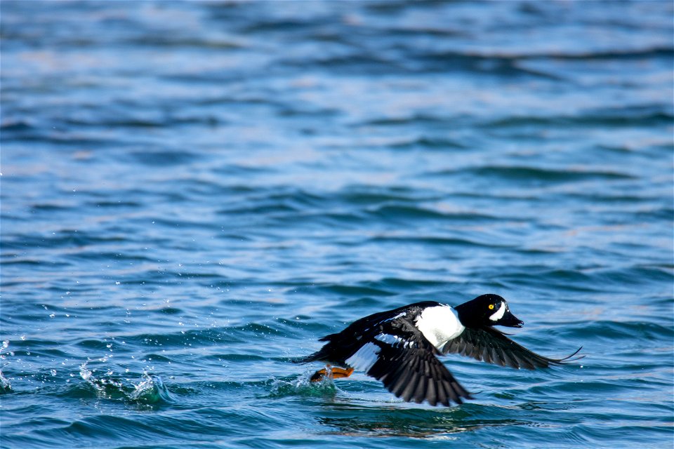 Barrow's Goldeneye on the National Elk Refuge photo