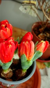 tulips_lalele-2023_0219_143708