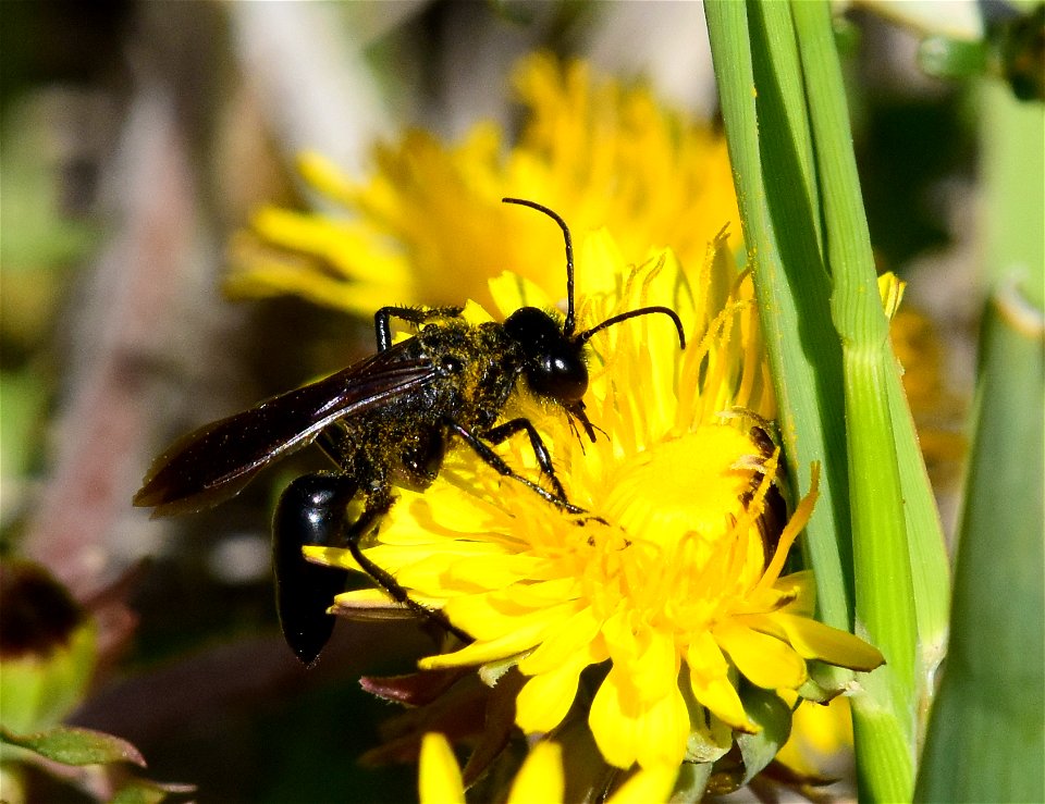 Thread-waisted wasp at Seedskadee National Wildlife Refuge