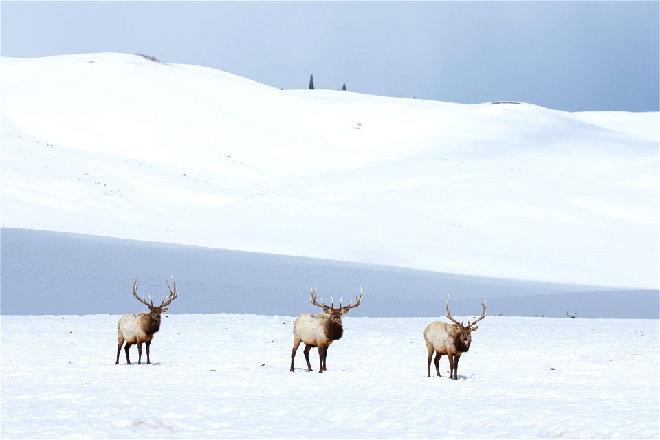 Elk on the National Elk Refuge