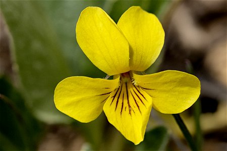 Viola nuttallii