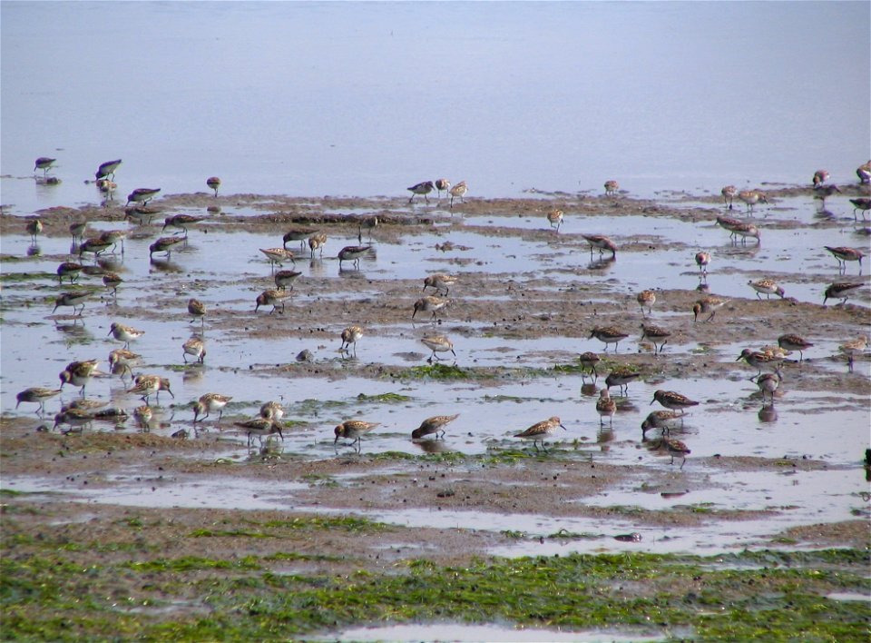 Western Sandpipers photo