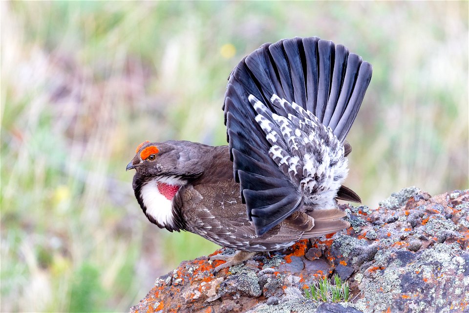 Male dusky grouse (2)