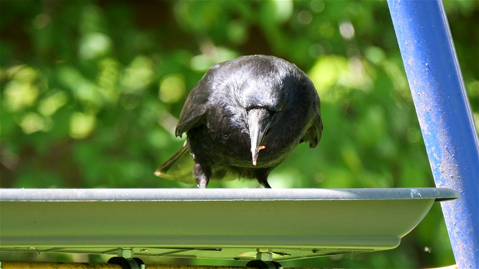 So ein bescheidener Vogel!