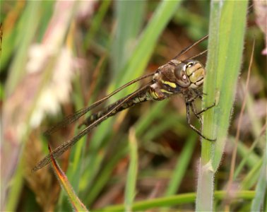 MEADOWHAWK, VARIEGATED (Sympetrum corruptum) (6-6-2021) crescent city, del norte co, ca -01