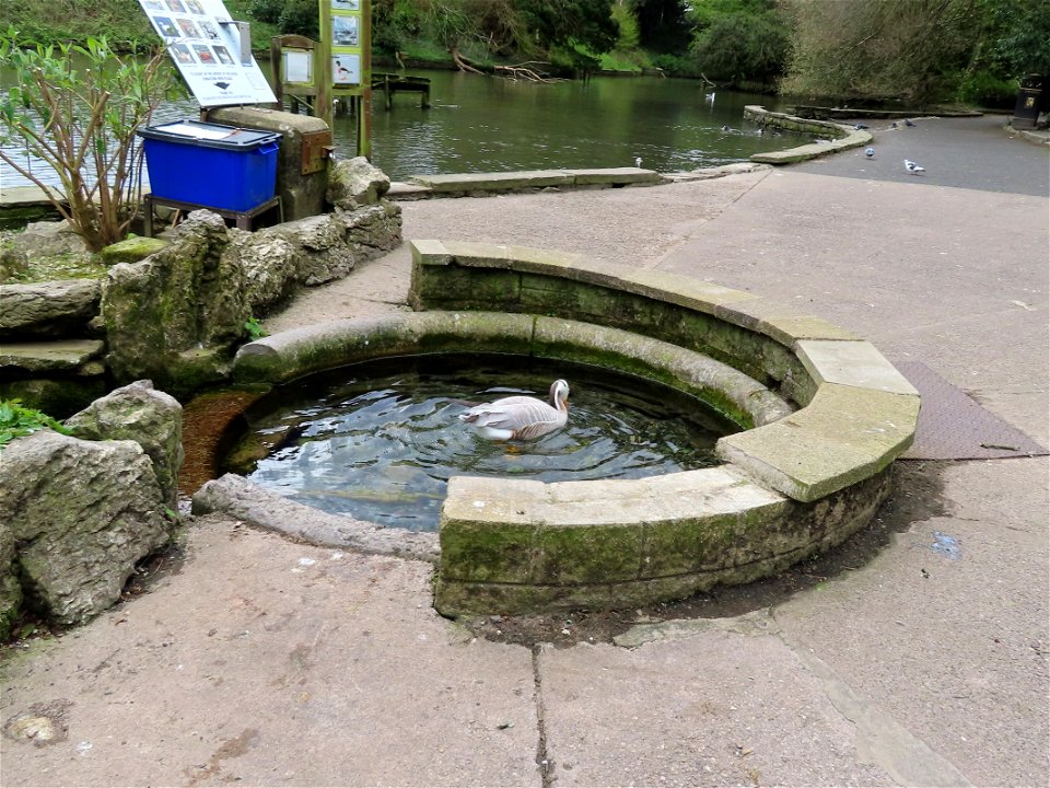 Picklefoot Spring Goose
