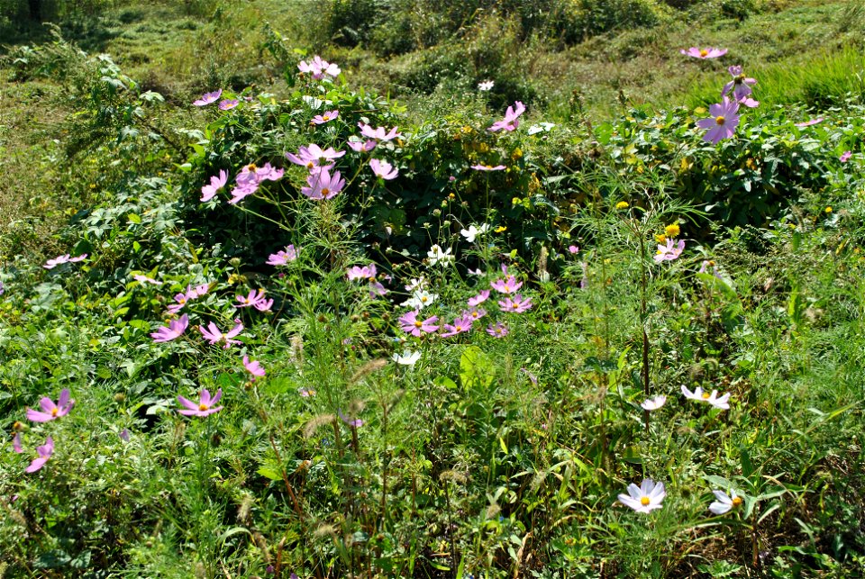 Cosmos Flowers