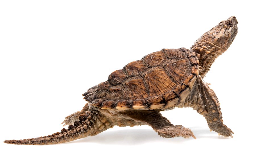 Common Snapping Turtle Juvenile