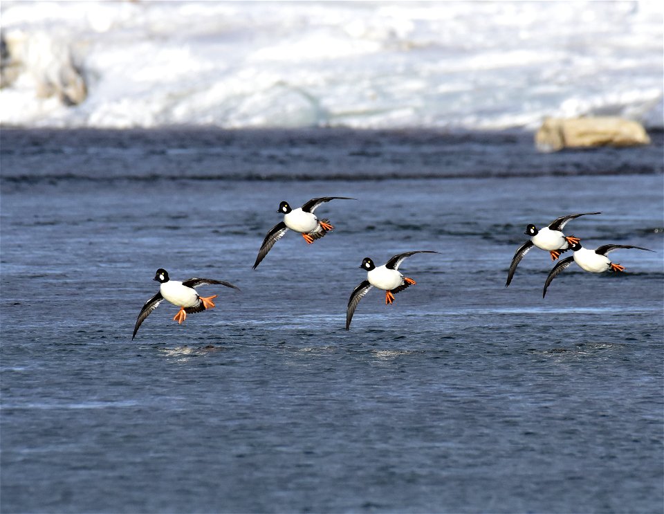 Common goldeneye at Seedskadee National Wildlife Refuge