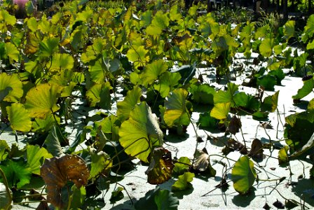 Cheongsan Arboretum photo