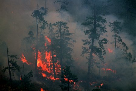 120 Rogue River-Siskiyou National Forest Biscuit Fire