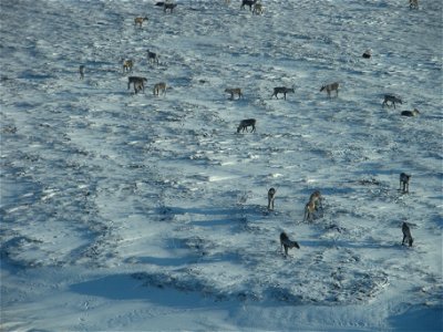Caribou grazing photo