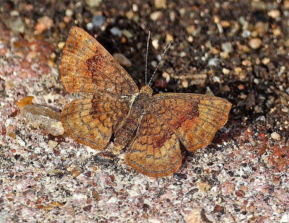 METALMARK, FATAL (Calephelis nemisis) (12-04-2022) national butterfly center, mission, hidalgo co, tx -01