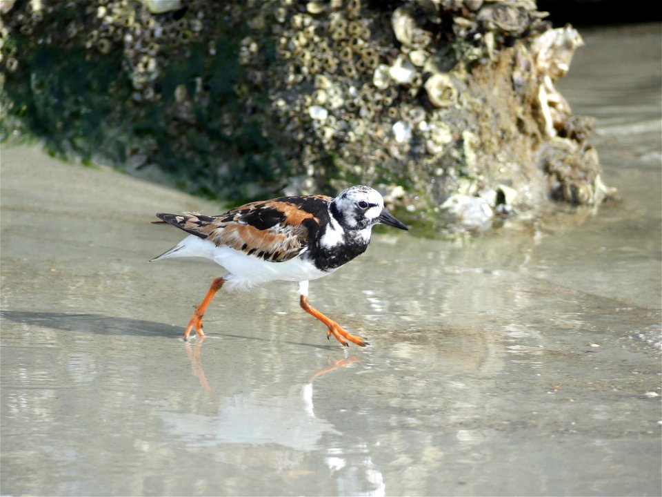 RUDDY TURNSTONE-P1810110