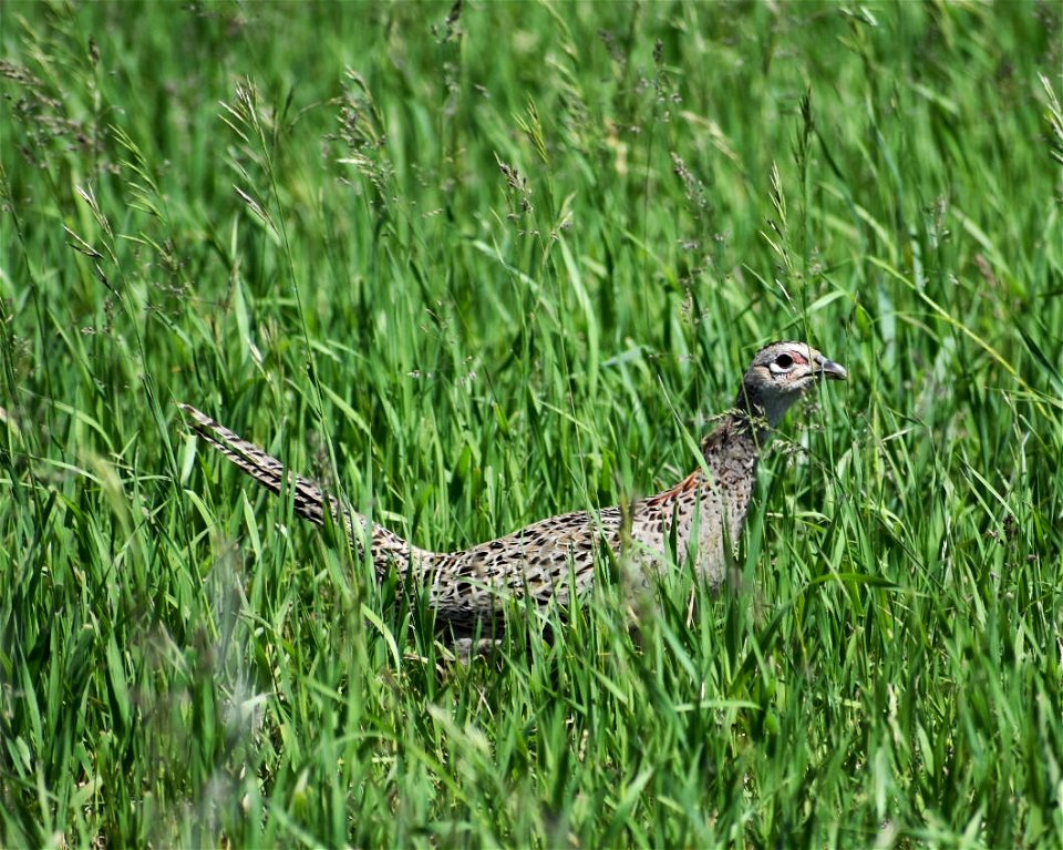 Pheasant Hen Lake Andes Wetland Management District South Dakota photo