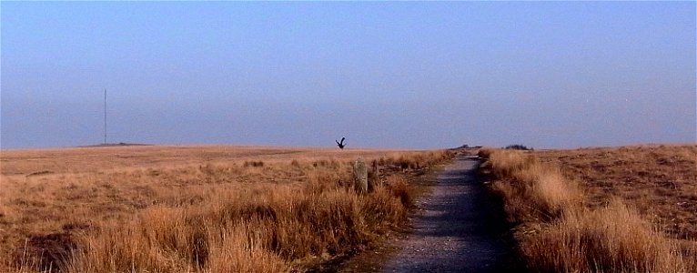 Carrion Crow / Raven, South Hessary Tor in distance, Transmitter, Princetown, Dartmoor National Park, Devon, UK . 23rd March 2022