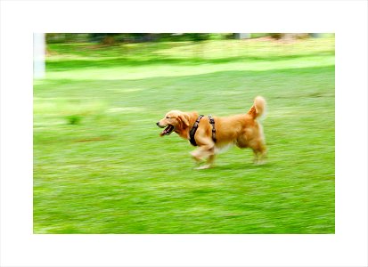 An active dog is a healthy dog photo