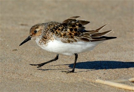 Sanderling photo