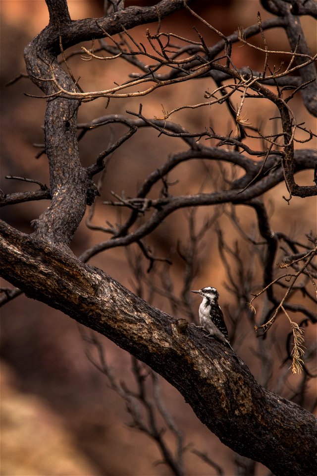 2021 USFWS Fire Employee Photo Contest Category: Animals and Vegetation
