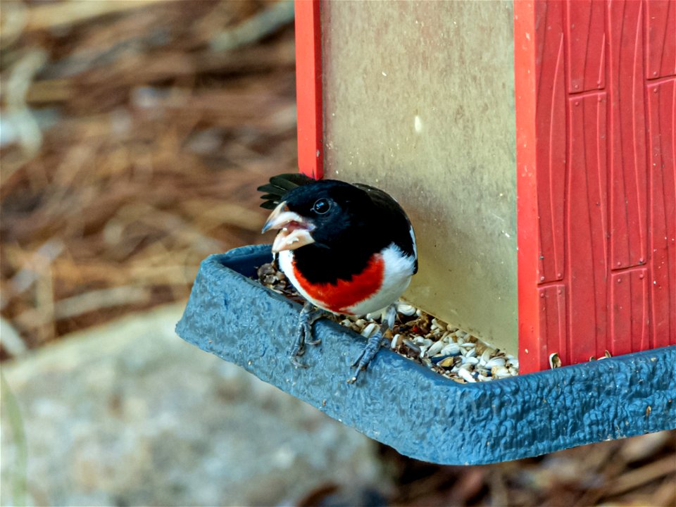 Rose-breasted Grosbeak