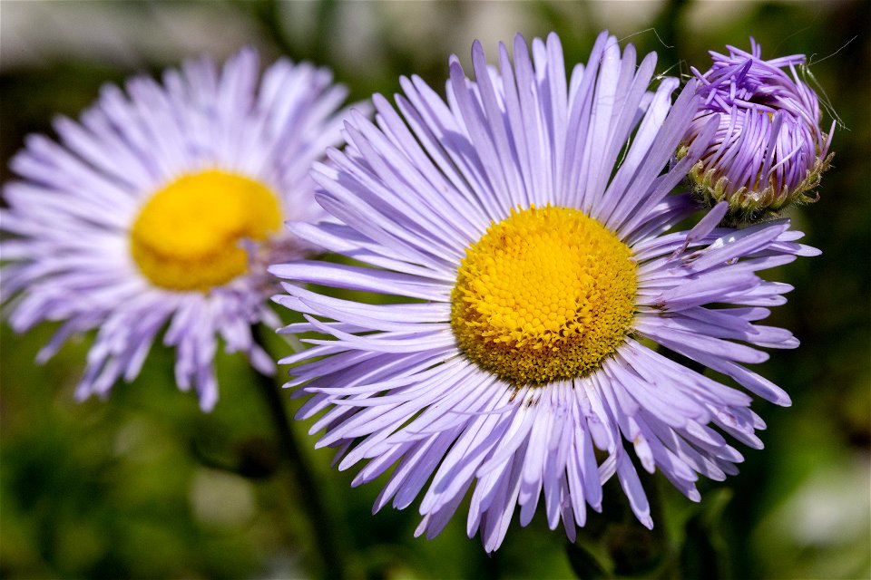 Erigeron formosissimus