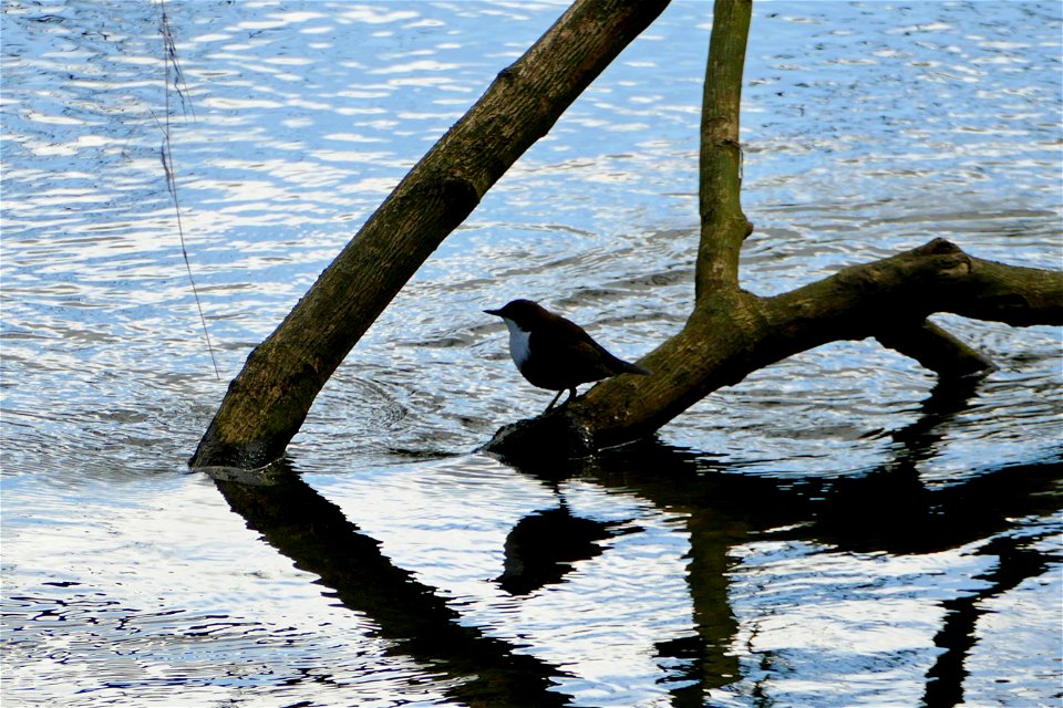 River Rothay Dipper photo