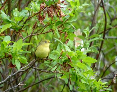 Yellow Warbler female photo