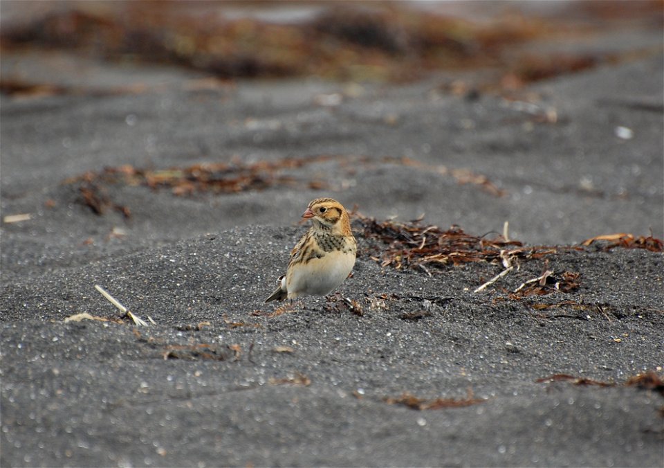 Juvenile Lapland Longspur