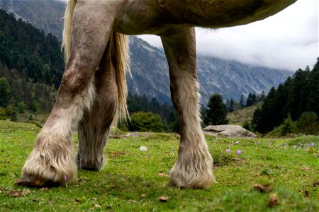 Horse in mountain photo