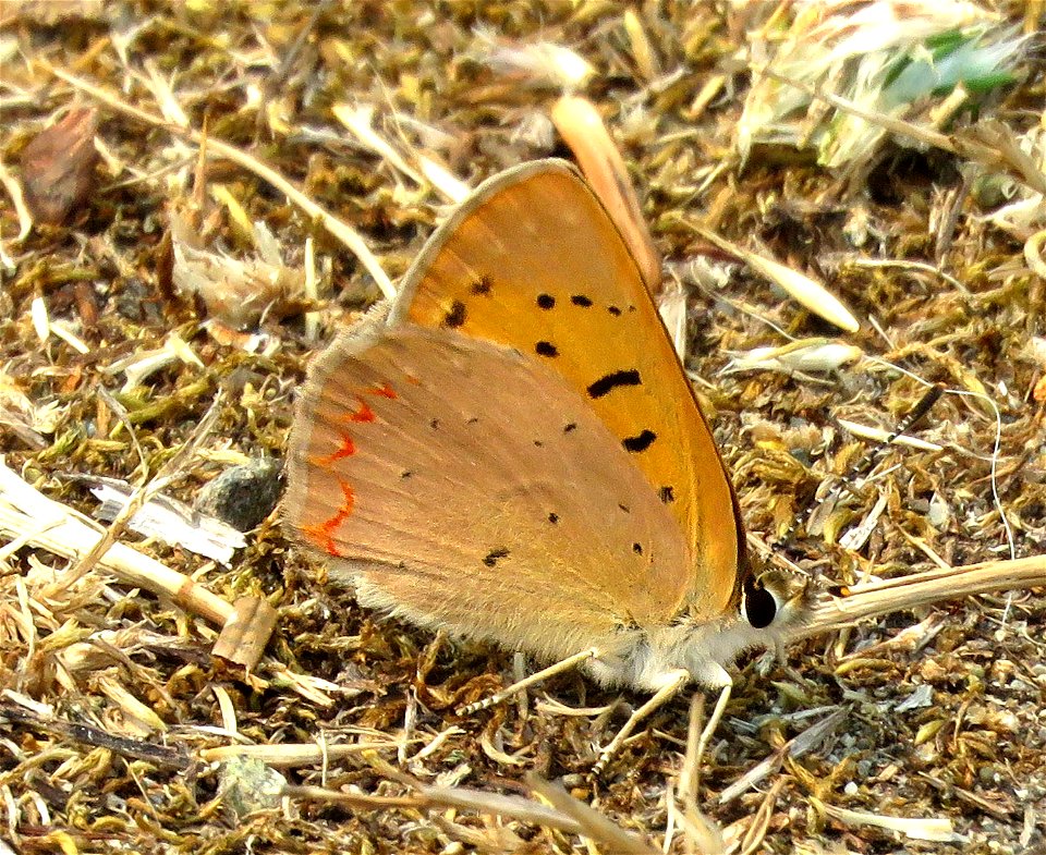 COPPER, PURPLISH (Lycaena helloides) (8-10-2021) lake earl, del norte co, ca -01