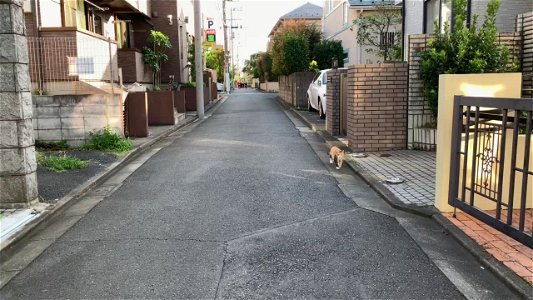 Cat in Inokashira, Mitaka-shi