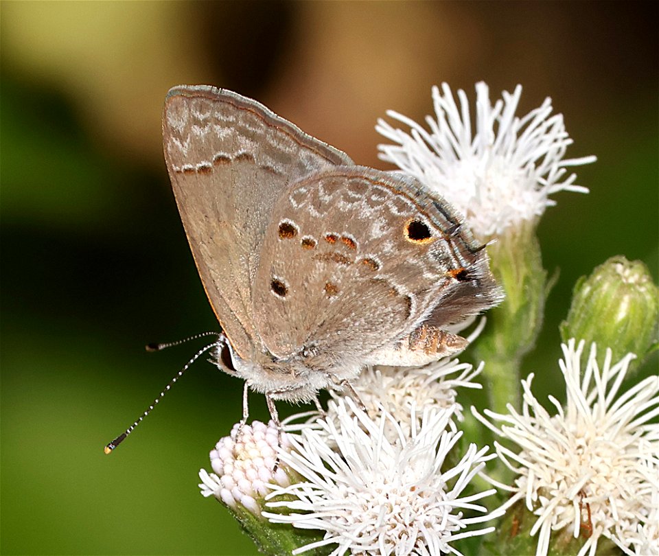 SCRUB-HAIRSTREAK, MALLOW (Strymon istapa) (02-26-2023) national buttrtfly center, palmview, hidalgo co, tx -01