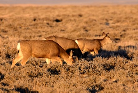 Mule deer at Seedskadee National Wildlife Refuge