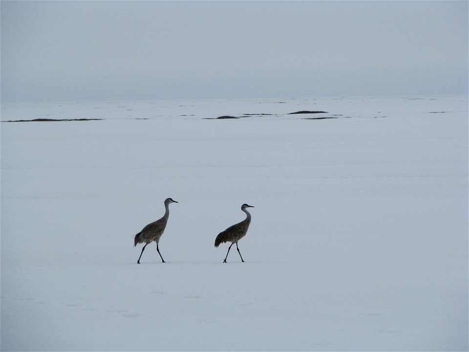 Sandhill Cranes photo