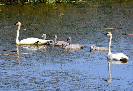 Trumpeter swan at Seedskadee National Wildlife Refuge photo