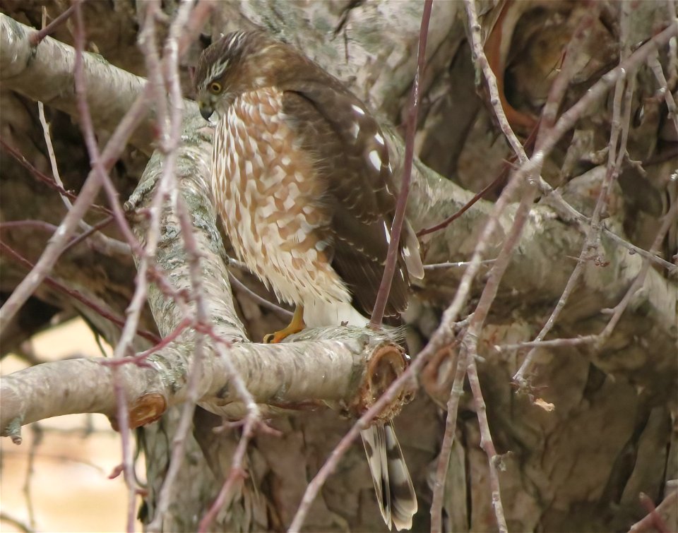 Immature Sharp-shinned Hawk Huron Wetland Management District photo