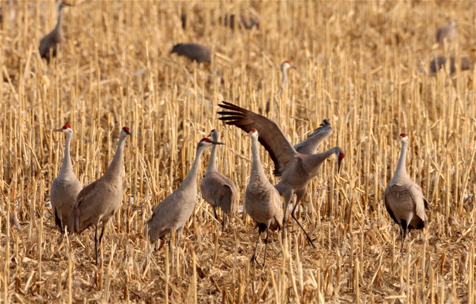 Sandhill Cranes Huron Wetland Management District South Dakota photo