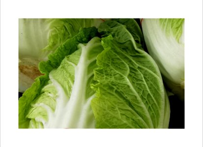 Chinese white cabbage photo