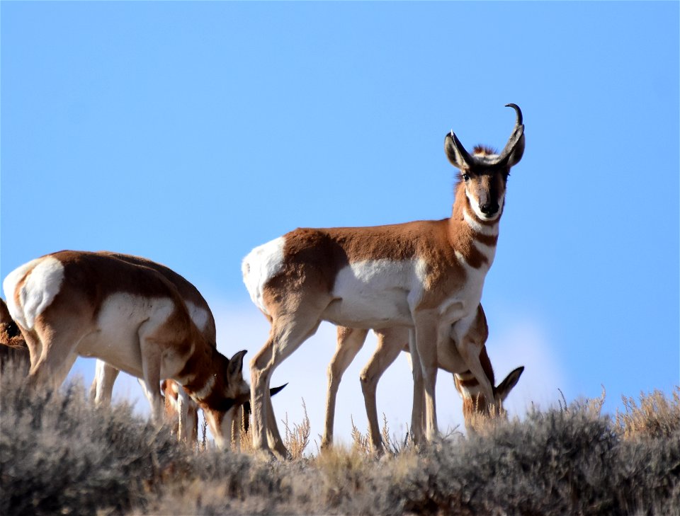 Pronghorn at Seedskadee National Wildlife Refuge