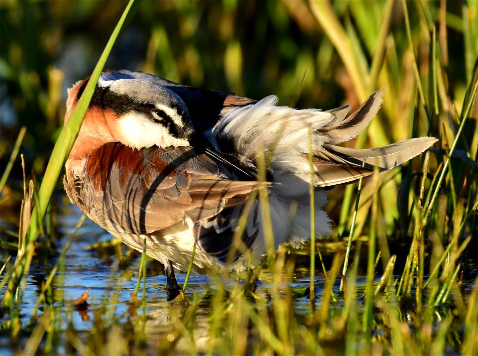 Wilson's phalarope at Seedskadee National Wildlife Refuge
