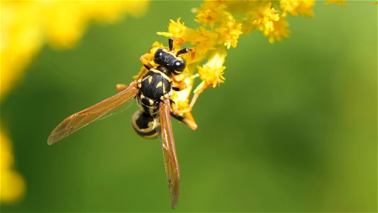 Polistes dominula (Haus-Feldwespe), Männchen