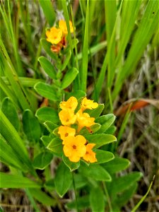 Hoary Puccoon Lake Andes Wetland Management District South Dakota