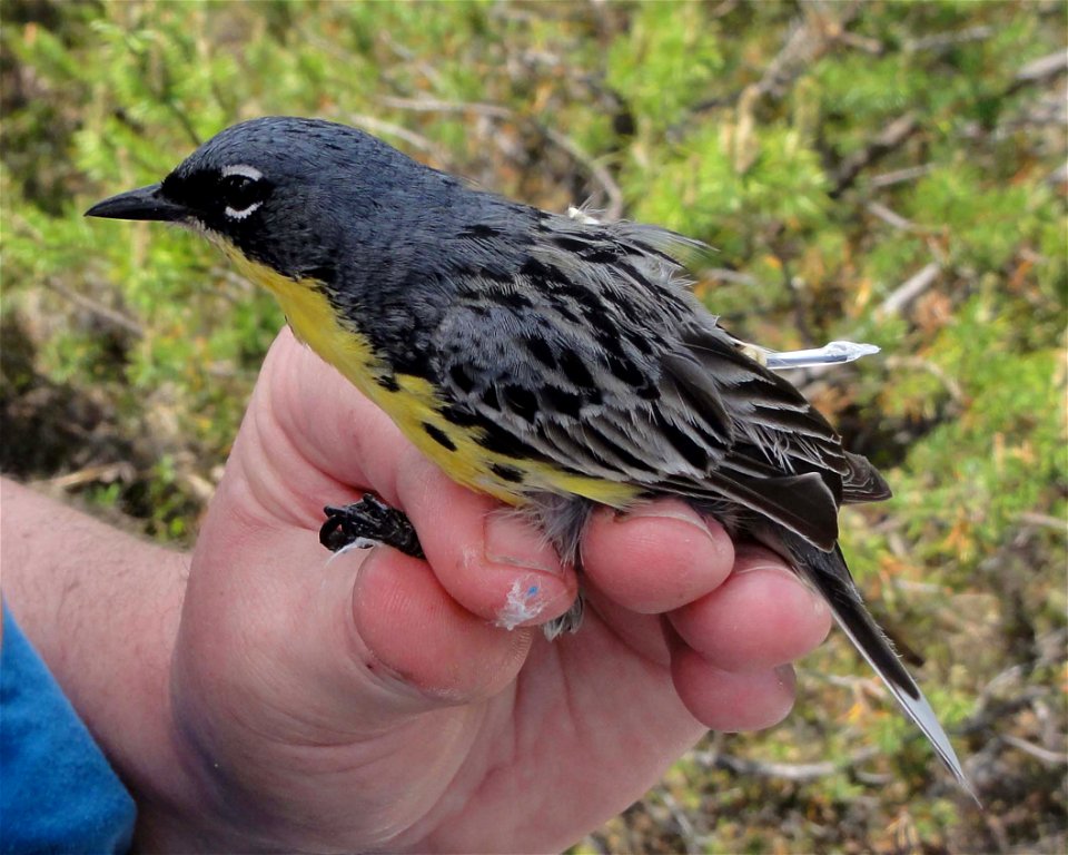 Male Kirtland's warbler with geolocator.