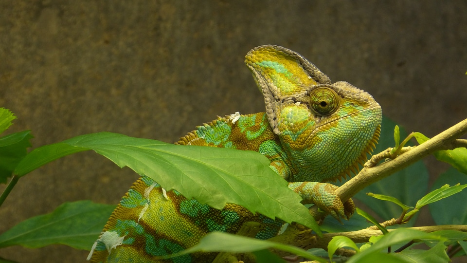 Yemen chameleon green yellow photo