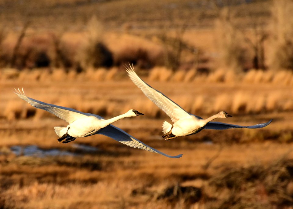 Trumpeter swan at Seedskadee National Wildlife Refuge