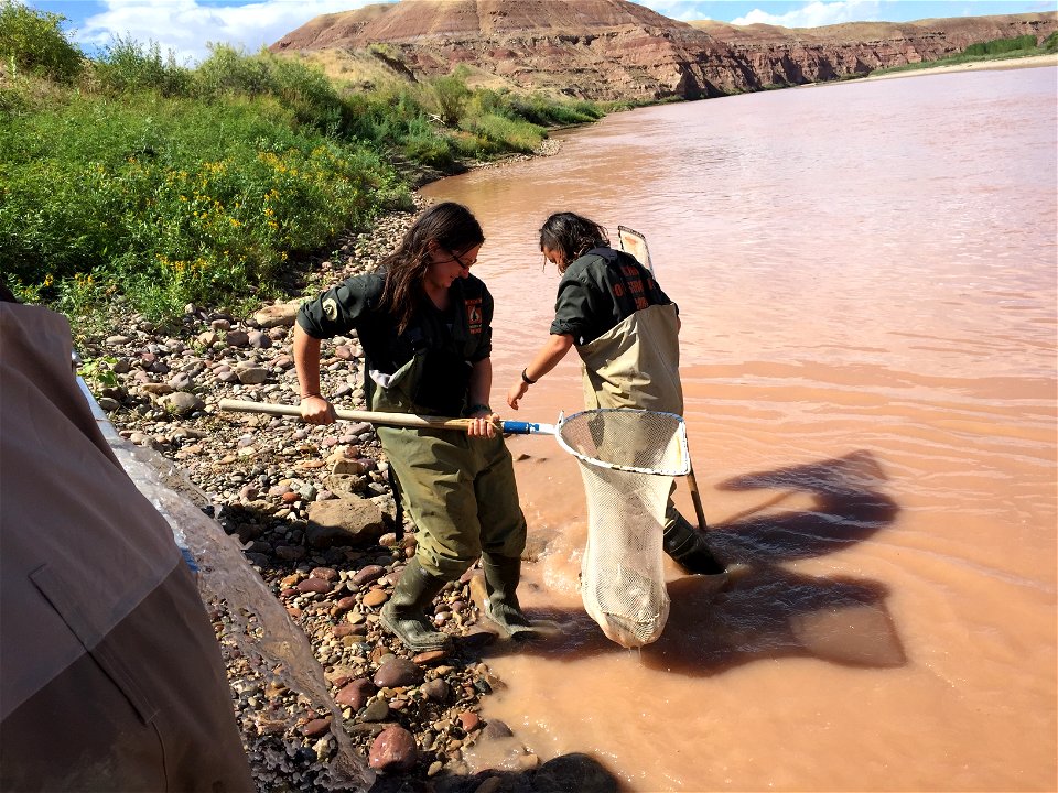 Stocking Bonytail at Ouray National Wildlife Refuge