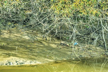 My photo of a Kingfisher. I will try again another day. Either I require a more powerful zoom lens or I wear a fish costume?